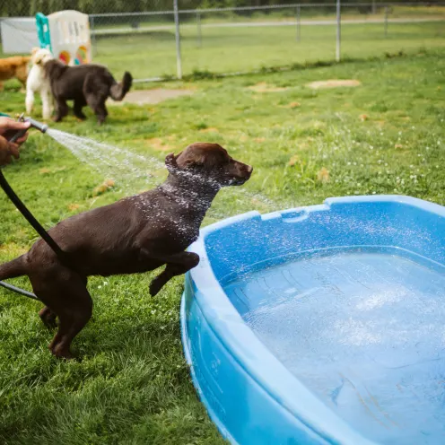 The Pet Spa & Resort Small Pool